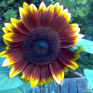 girasole ibrido