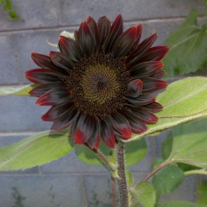 girasole nero