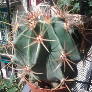 florcactus2
