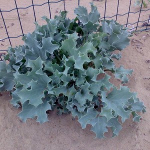 Eryngium maritimum