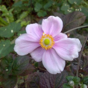 anemone