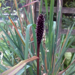 Pennisetum