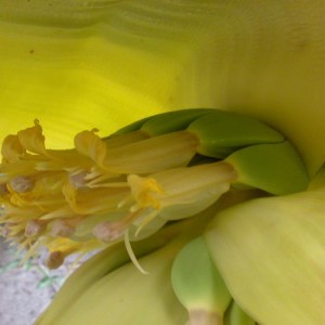 fiori del banano
