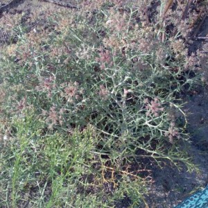 carota delle dune