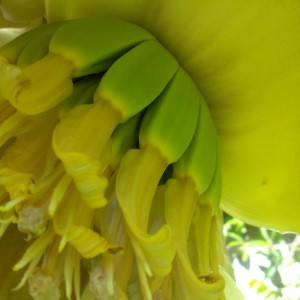 bananine fiorite