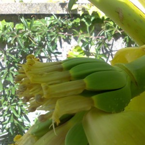 bananine