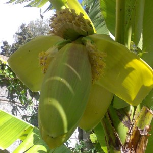 casco di banane