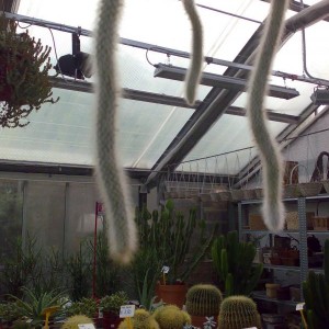 cactus pendulo