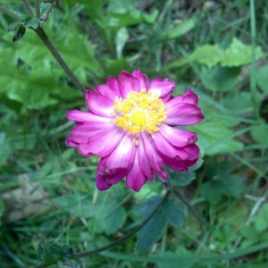 anemone 3 x 2