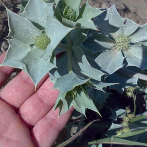 fiori eryngium