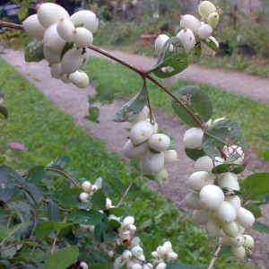 albero delle palline