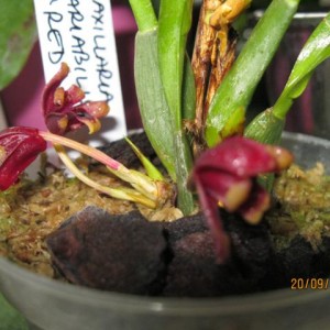 maxillaria variabilis red