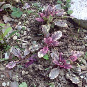 ajuga