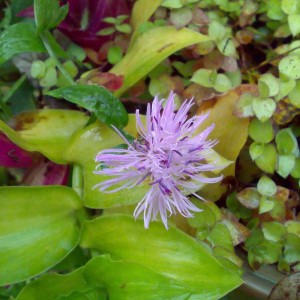 centaurea scabiosa