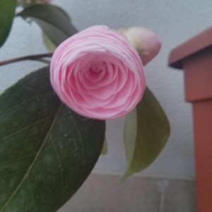 Camelia "Pearl Maxwell"