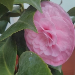 Camelia "Pearl Maxwell" e il fiore a disco volante