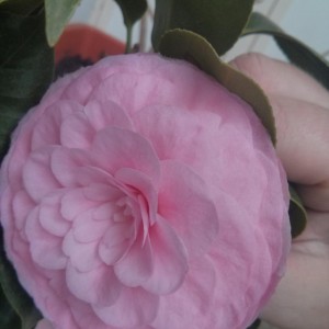 Camelia "Pearl Maxwell"