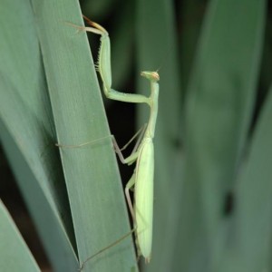 Mantide Religiosa