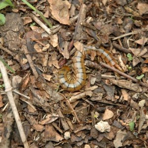 Scolopendra