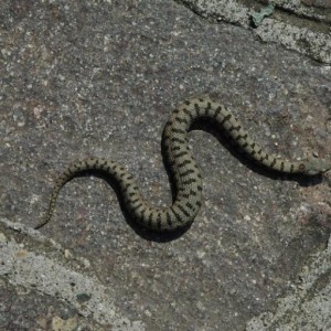 Vipera Aspis