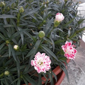 Garofanini in fioritura perenne