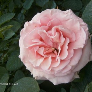 Rosa Frederic Mistral 2014