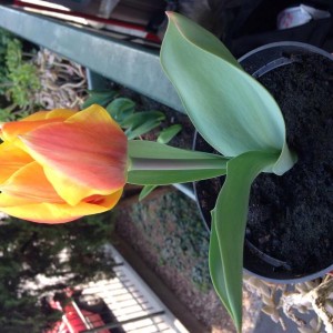 Tulipano con petalo ondulato sfumature gialle e rosse