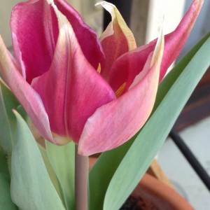 Tulipano con petalo appuntito rosa