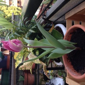 Tulipano con petalo appuntito rosa intero