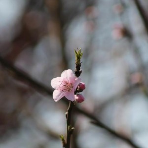 20.03.15 Primo fiore di pesco