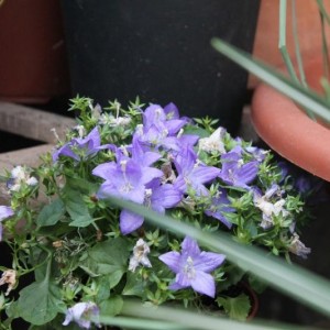 20.03.15 Campanula isophylla