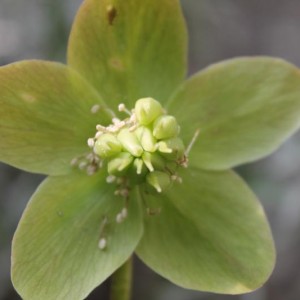 24.03.15 helleborus niger