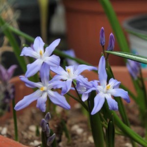 26.03.15 chionodoxa