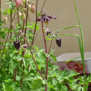 aquilegia nera