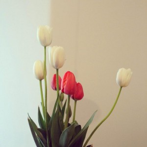 Tulipani che passione!