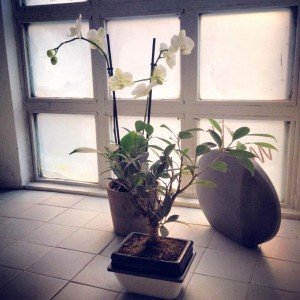 Bonsai Ficus e Orchidea