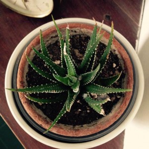 Haworthia attenuata