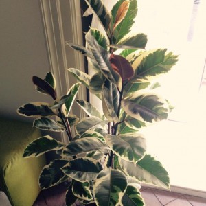 Ficus Elastica Screziato