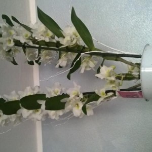 Dendrobium fiorito