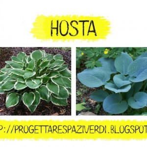 Hosta