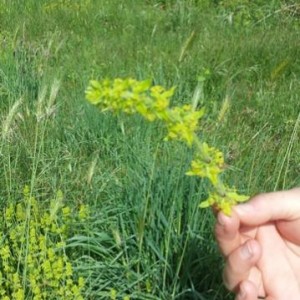 Agrimonia eupatoria fiore