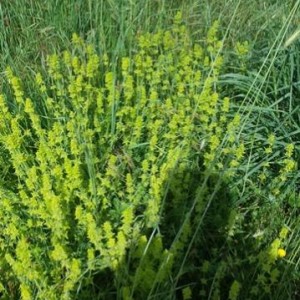 Agrimonia eupatoria fioritura