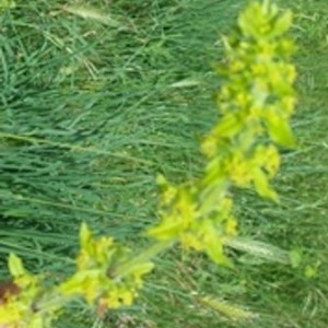 Agrimonia eupatoria