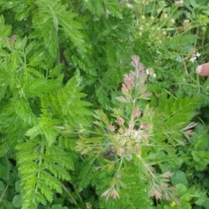 Apiacea da identificare