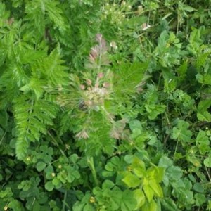 Apiacea da identificare