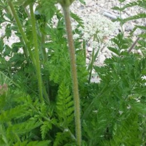 Apiacea da identificare