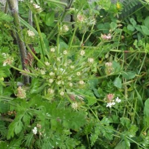 Apiacea da identificare