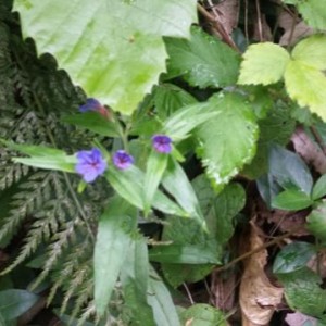 Buglossoides purpurocaerulea