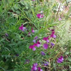 Lathyrus clymenum 1