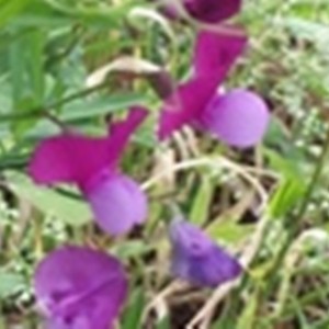 Lathyrus clymenum